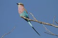 Lilacbreasted Roller Royalty Free Stock Photo