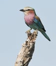 Lilacbreasted Roller Royalty Free Stock Photo