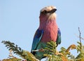 Lilacbreasted roller Royalty Free Stock Photo