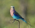 Lilacbreasted Roller Royalty Free Stock Photo