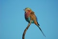 Lilacbreasted Roller Royalty Free Stock Photo