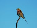 Lilacbreasted Roller in Africa Royalty Free Stock Photo