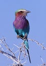 Colorful Bird - Lilacbreasted Roller - Namibia Royalty Free Stock Photo