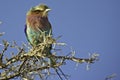 Lilacbreasted Roller (Coracias caudatus) Royalty Free Stock Photo