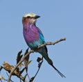 Lilacbreasted Roller - Okavango Delta Royalty Free Stock Photo