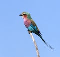 Lilacbreasted Roller - Okavango Delta - Botswana Royalty Free Stock Photo