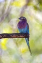 Lilacbreasted Roller - Okavango Delta - Botswana Royalty Free Stock Photo