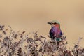 Lilacbreasted roller sit on a tree, etosha nationalpark, namibia Royalty Free Stock Photo