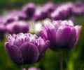 Lilaceous tulips Royalty Free Stock Photo
