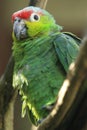 Lilacine amazon parrot Royalty Free Stock Photo