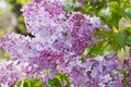 Lilacs Royalty Free Stock Photo