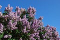 Lilacs