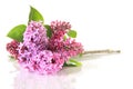 Lilacs