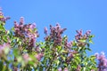 Lilacs against a blue sky background. Spring floral pattern Royalty Free Stock Photo