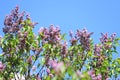 Lilacs against a blue sky background. Spring floral pattern Royalty Free Stock Photo