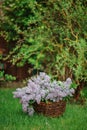Lilacs in basket on the green lawn in spring garden Royalty Free Stock Photo