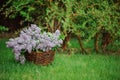 Lilacs in basket on the green lawn in spring garden Royalty Free Stock Photo