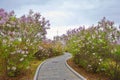 The lilacs and bend path Royalty Free Stock Photo