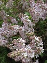 Lilacs in bloom