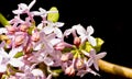 Lilacs Detail Against Black Background