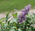 Lilacs, Flower, Bush, Purple, Outside