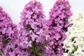 Lilacs flowers close-up. Sprigs of blooming Syringa purple and white. Royalty Free Stock Photo