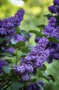 Lilacs flowers on spring garden