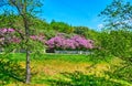 The lilacs garden on the hill of Kyiv Botanical Garden, Ukraine Royalty Free Stock Photo
