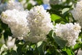 Lilacs in the Garden