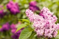 Lilacs