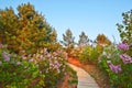 The lilacs on hillside sunset Royalty Free Stock Photo