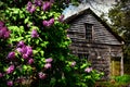 Lilacs by House Royalty Free Stock Photo