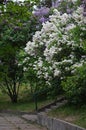 Lilacs and magnolias at Botalical Garden