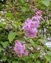 Lilacs in the Park