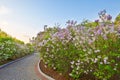 The lilacs and path in garden Royalty Free Stock Photo