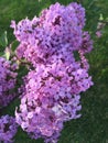 Lilacs