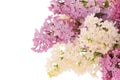 Lilacs Royalty Free Stock Photo