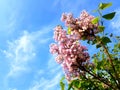 Beautiful lilacs over blue sky. Royalty Free Stock Photo