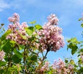 Beautiful lilacs over blue sky. Royalty Free Stock Photo