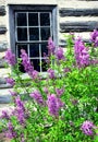 Lilacs by Window