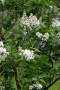 Lilas com Common lilac Syringa vulgaris