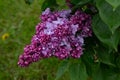 Lilas commun Common lilac Syringa vulgario Royalty Free Stock Photo