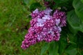 Lilas commun Common lilac Syringa vulgario