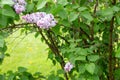 Lilas commun Common lilac Syringa vulgaris