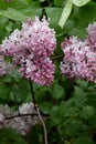 Lilas commun Common lilac Syringa vulgaris De Louvain Oleaceae garden