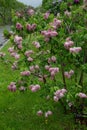 Lilas commun Common lilac Syringa vulgaris Royalty Free Stock Photo