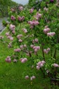 Lilas commun Common lilac Syringa vulgaris