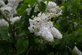 Lilas commun Common lilac Syringa vulgaris Marie Fino Oleaceae.Origine horticole Garden Royalty Free Stock Photo