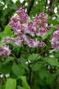 Lilas commun.Common lilac Syringa vulgaris Royalty Free Stock Photo