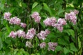 Lilas commun Common lilac Syringa vulgaris Royalty Free Stock Photo